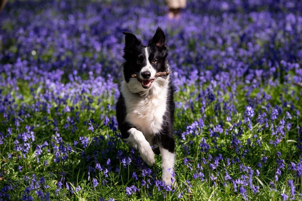 How Playful Are Different Types Of Dogs? Scientists Say They Have An Answer