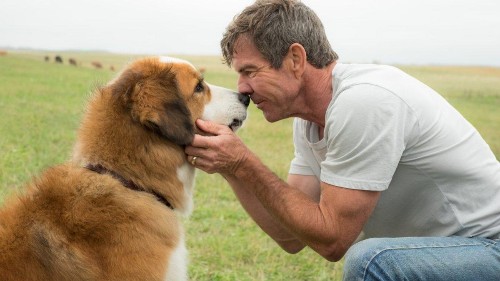 Box Office: 'Dog's Purpose' And 'Resident Evil' Both Dig Up $5M Friday, 'Gold' Bombs