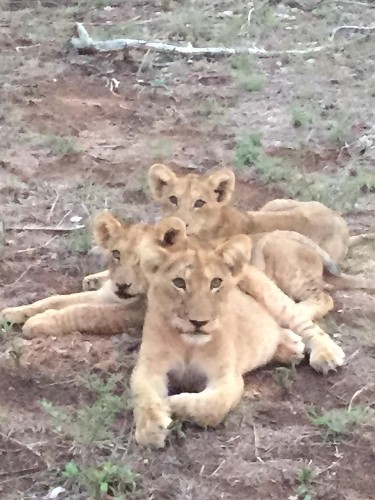 Deadly Virtual Postcards Lead Poachers To Rare, Endangered Trophy Animals