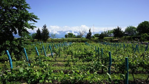 Why Georgian Wines Are Among The Most Unique On The Planet
