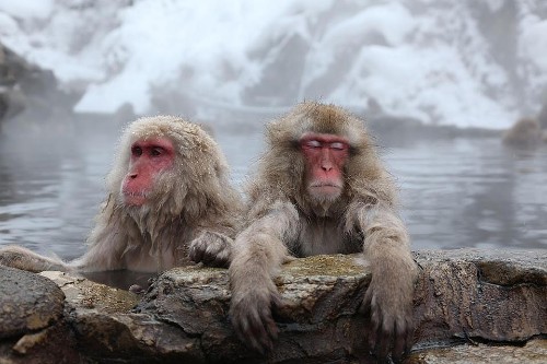 How To Experience The Spa Loving Snow Monkeys In Nagano, Japan