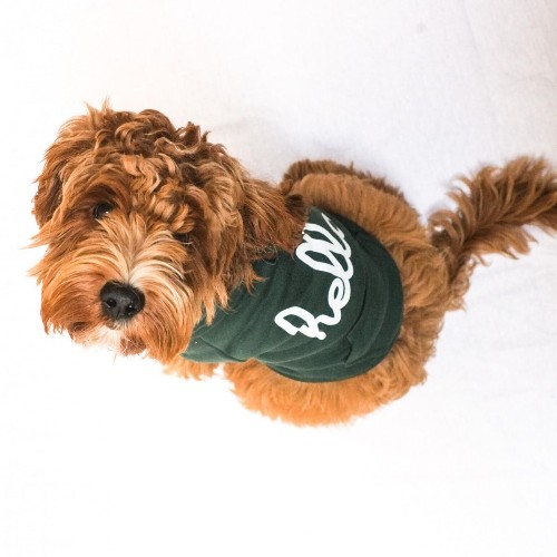 What Dogs Of Instagram Can Teach You About Millennial Business