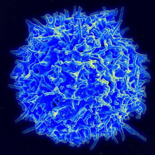 Scientists Prime The Immune System As A Powerful Cancer Weapon