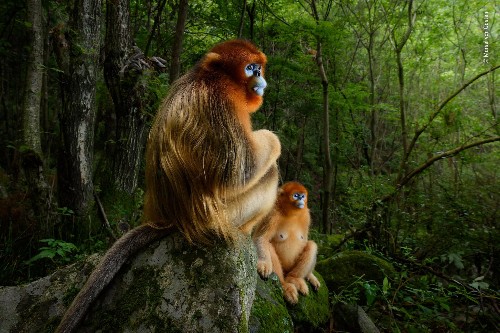 12 Extraordinary Wildlife Photographer Of The Year 2018 Winning Photos