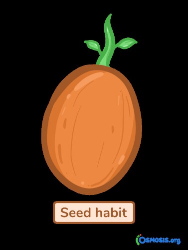 Ditch Your New Year's Resolutions. Instead, Plant Your Seed Habit.