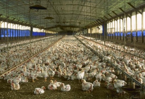 Chicken Leftovers May Be Humanity's Legacy In The Fossil Record