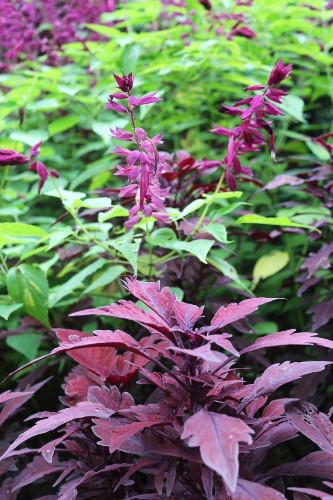 Color Theory: 10 Perfect Plant Combinations for Autumn