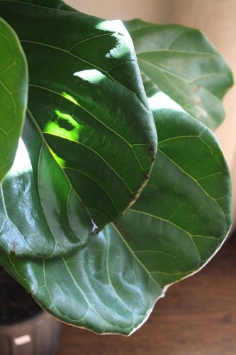 Field Guide: Fiddle Leaf Fig Tree