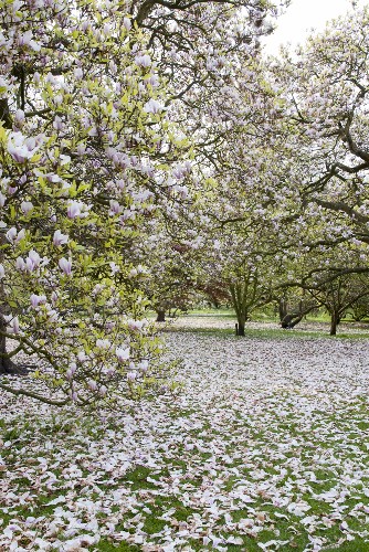 Flowering Magnolias: 7 Favorite Trees to Plant