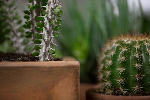 10 Secrets to Successful Houseplants from the Experts