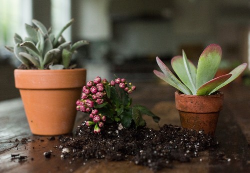 Succulents Explained: How to Identify and Grow 12 Favorites