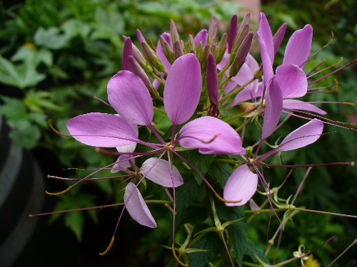 Gardening 101: Cleome