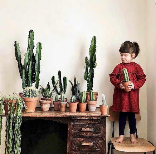 10 Houseplant Lovers to Follow on Instagram