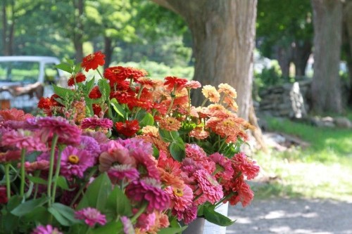 Gardening 101: Zinnias