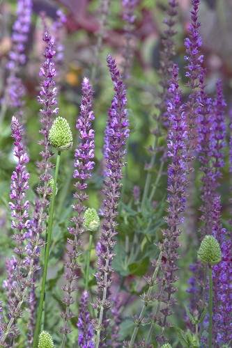 Gardening 101: Salvia