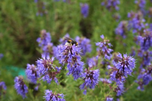 Gardening 101: Hyssop