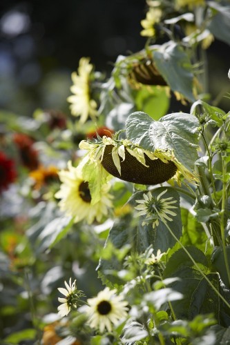 Field Guide: Sunflowers