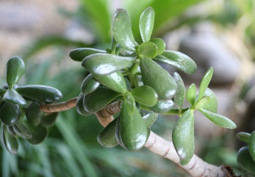 Gardening 101: Jade Plant