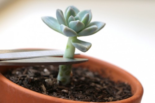DIY: Root Succulents from Leaves