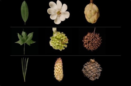 Garden Tech: 10 Essential Flower Apps to ID Plants and Leaves
