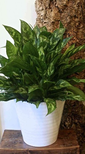Expert Advice: 10 Best Low-Maintenance Houseplants