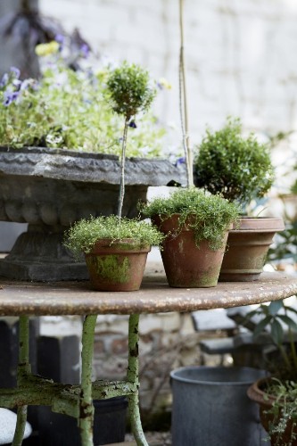 10 Garden Ideas to Steal from France