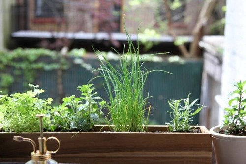 Urban Gardening: Shade-Tolerant Herbs to Grow in Your Apartment