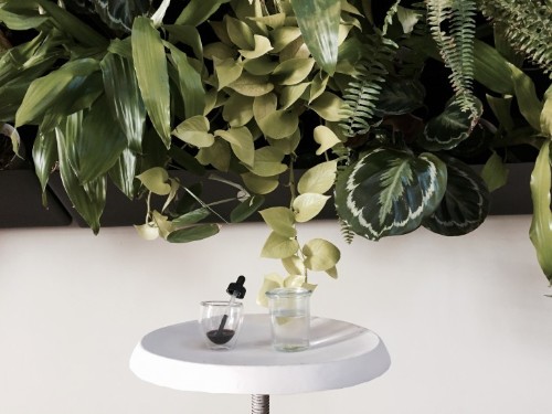 Gardening 101: Sea Kelp for Healthy Houseplants