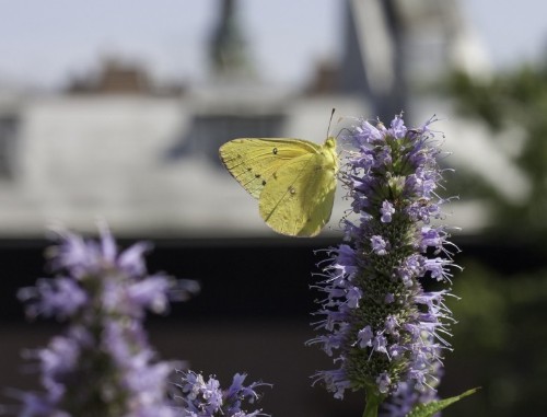 10 Secrets for Growing an Urban Balcony Garden