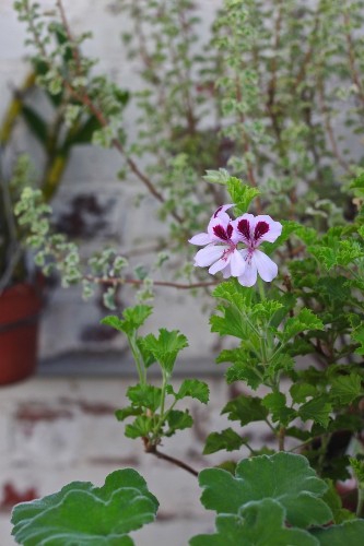 Scents and Sensibility: The Scented Geranium is Spring’s Must-Have Plant