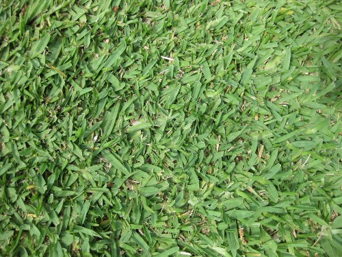 Gardening 101: St. Augustine Grass