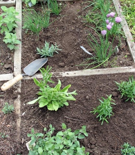 The Garden Decoder: What Is ‘Square Foot Gardening’?