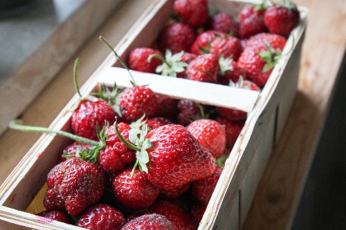 Gardening 101: Strawberry