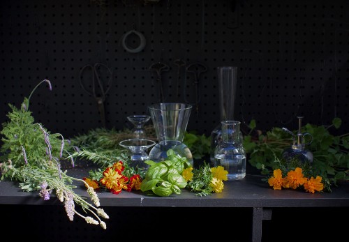 Mosquito Repellent: 5 Flowers and Herbs to Keep Pests Away