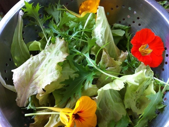 The Easiest Urban Garden?