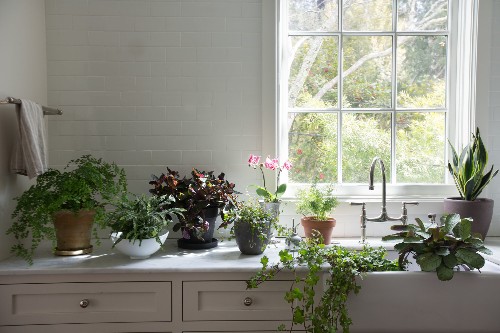 Best Houseplants: 9 Indoor Plants for Low Light