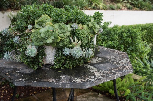 10 Things Nobody Tells You About Succulents
