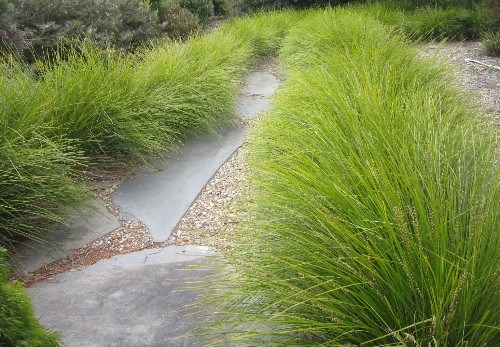 Gardening 101: Basket Grass
