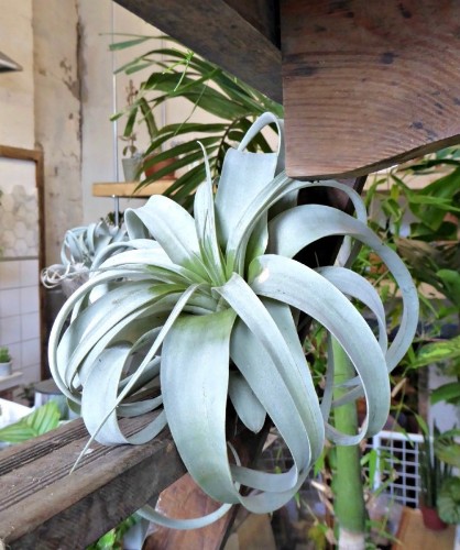 Gardening 101: Air Plants