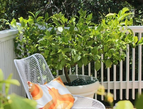 10 Tips for a Simplified Garden, to Grow More With Less