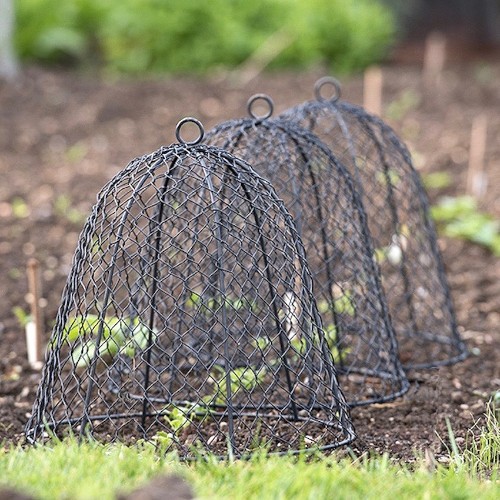 Garden Hacks: 10 Ideas for Wire Cloches