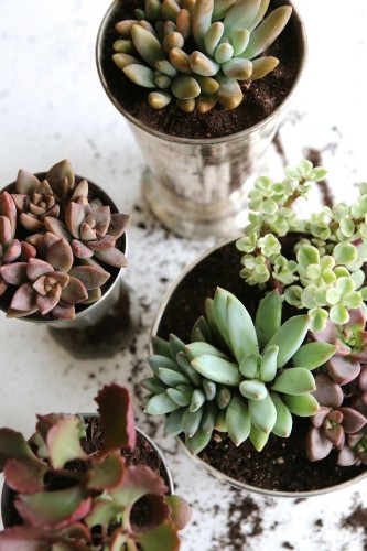 DIY Succulents: Tabletop Arrangement for Under $20