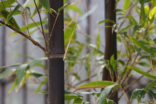 Bamboo, the Re-Think