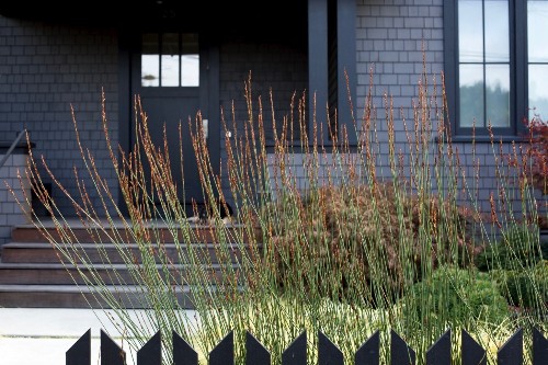 Gardening 101: Cape Rush Grass
