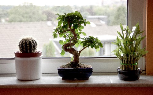 Gardening 101: Lucky Bamboo