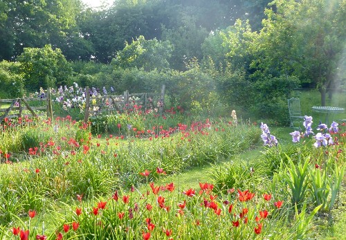 Everything You Need to Know About Bearded Iris