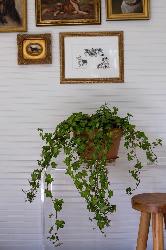 Everything You Need to Know About Houseplant Vines