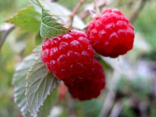 Gardening 101: Raspberry