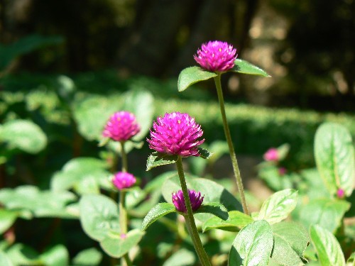 Gardening 101: Gomphrena