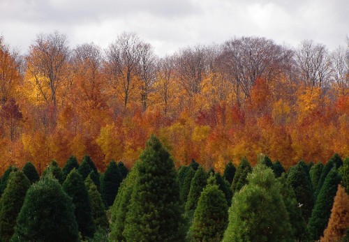 Gardening 101: Scots Pine Tree